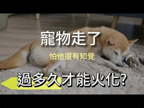 狗狗死亡處理